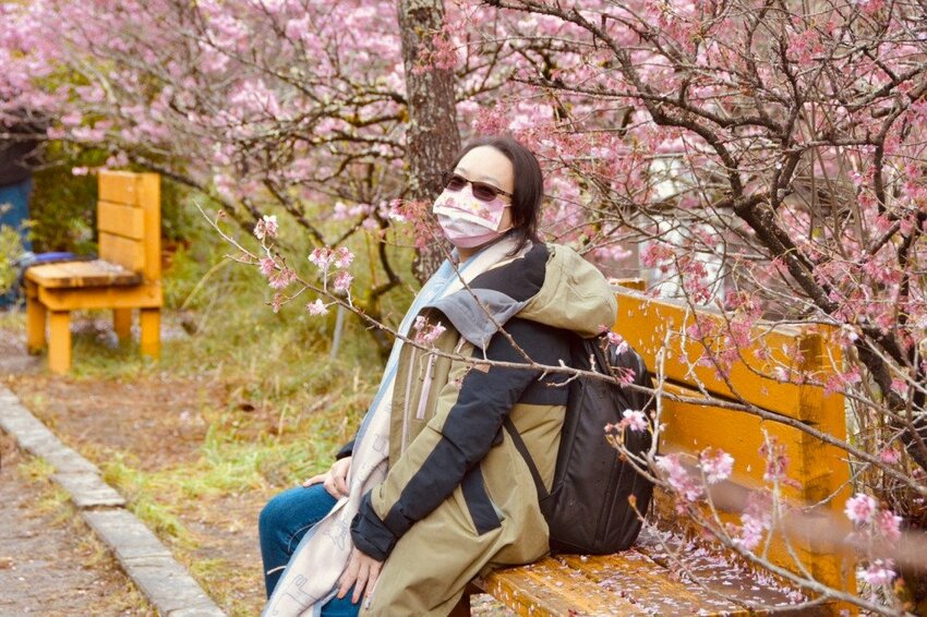 【2022武陵櫻花季】 ~ 浪漫的季節 偽出國雪霸國家公園賞櫻 粉粉櫻花紛紛飛，誰與爭鋒 !!