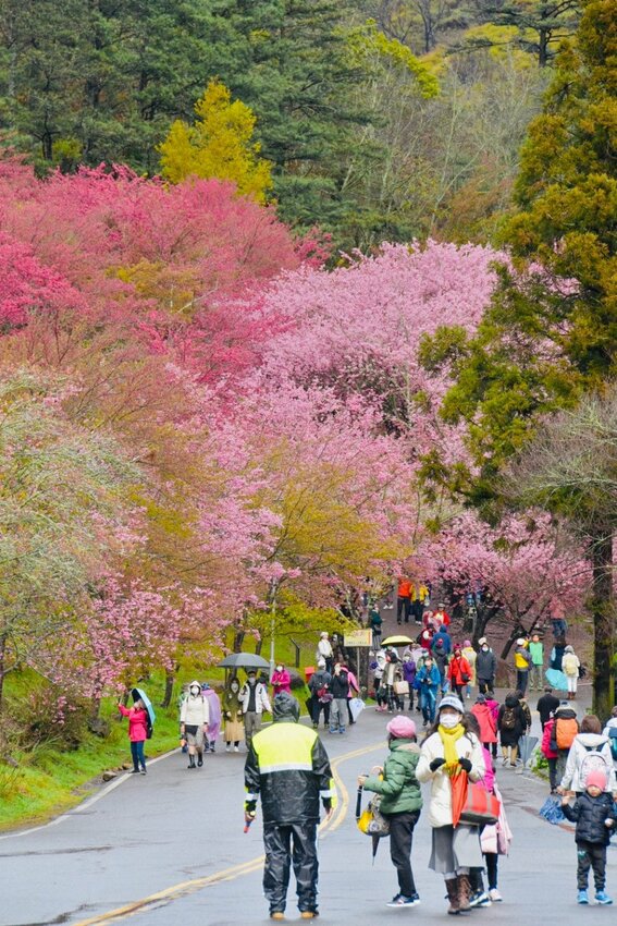 【2022武陵櫻花季】 ~ 浪漫的季節 偽出國雪霸國家公園賞櫻 粉粉櫻花紛紛飛，誰與爭鋒 !!
