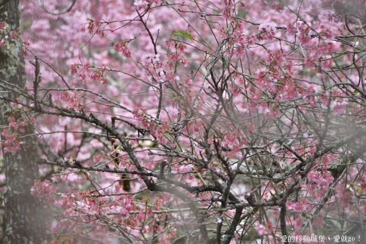 【2022武陵櫻花季】 ~ 浪漫的季節 偽出國雪霸國家公園賞櫻 粉粉櫻花紛紛飛，誰與爭鋒 !!