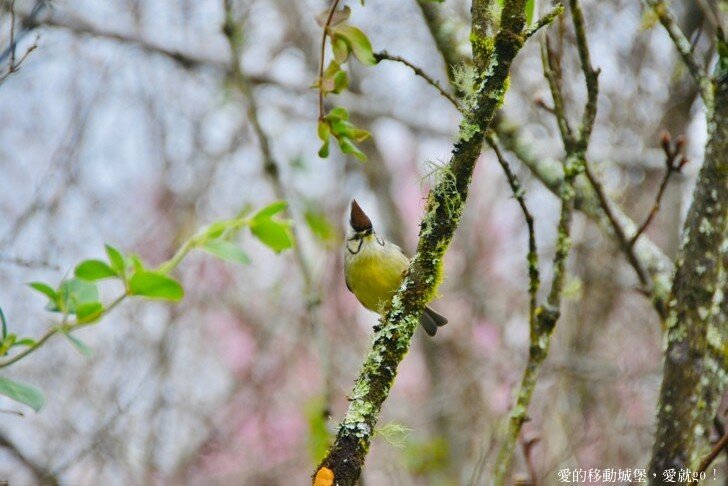 【2022武陵櫻花季】 ~ 浪漫的季節 偽出國雪霸國家公園賞櫻 粉粉櫻花紛紛飛，誰與爭鋒 !!