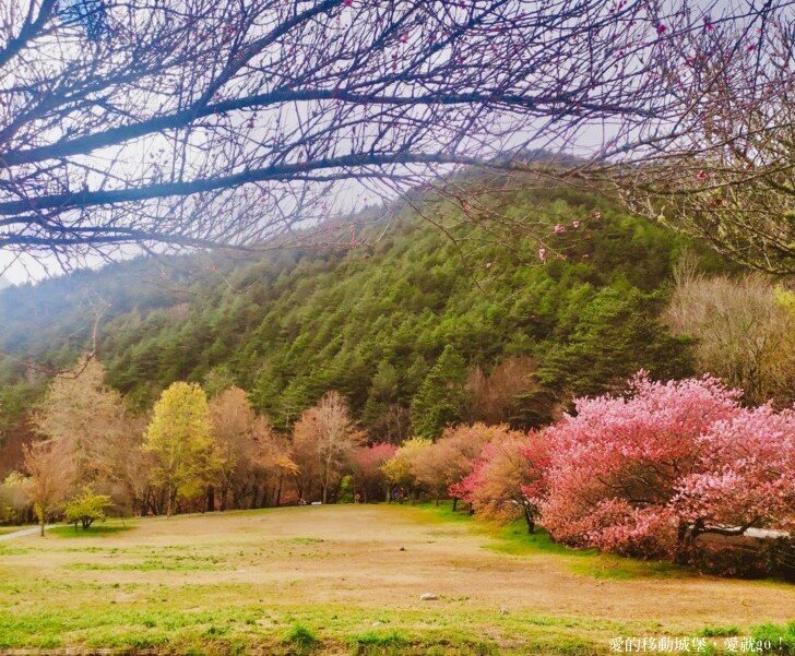 【2022武陵櫻花季】 ~ 浪漫的季節 偽出國雪霸國家公園賞櫻 粉粉櫻花紛紛飛，誰與爭鋒 !!