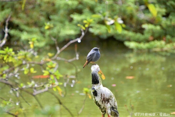 【2022武陵櫻花季】 ~ 浪漫的季節 偽出國雪霸國家公園賞櫻 粉粉櫻花紛紛飛，誰與爭鋒 !!
