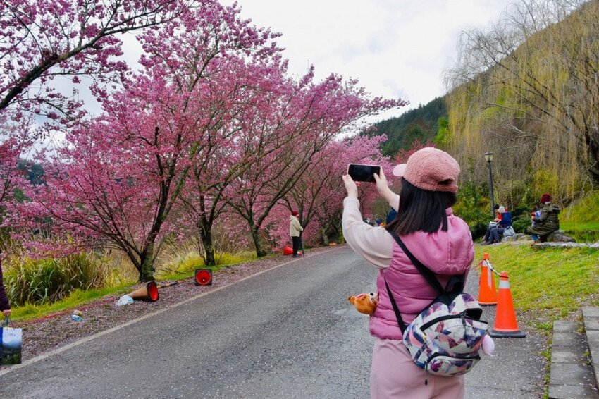 【2022武陵櫻花季】 ~ 浪漫的季節 偽出國雪霸國家公園賞櫻 粉粉櫻花紛紛飛，誰與爭鋒 !!