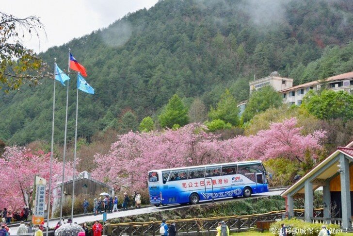 【2022武陵櫻花季】 ~ 浪漫的季節 偽出國雪霸國家公園賞櫻 粉粉櫻花紛紛飛，誰與爭鋒 !!
