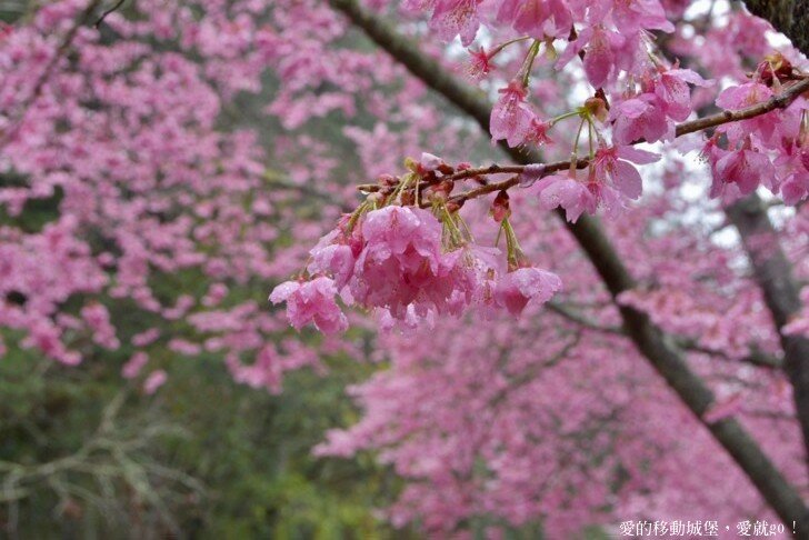 【2022武陵櫻花季】 ~ 浪漫的季節 偽出國雪霸國家公園賞櫻 粉粉櫻花紛紛飛，誰與爭鋒 !!