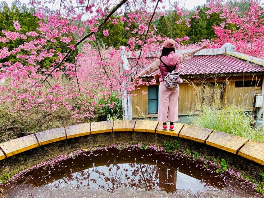 【2022武陵櫻花季】 ~ 浪漫的季節 偽出國雪霸國家公園賞櫻 粉粉櫻花紛紛飛，誰與爭鋒 !!