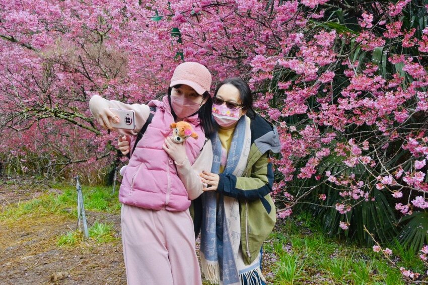 【2022武陵櫻花季】 ~ 浪漫的季節 偽出國雪霸國家公園賞櫻 粉粉櫻花紛紛飛，誰與爭鋒 !!
