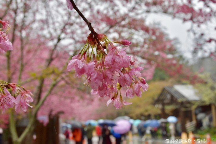 【2022武陵櫻花季】 ~ 浪漫的季節 偽出國雪霸國家公園賞櫻 粉粉櫻花紛紛飛，誰與爭鋒 !!