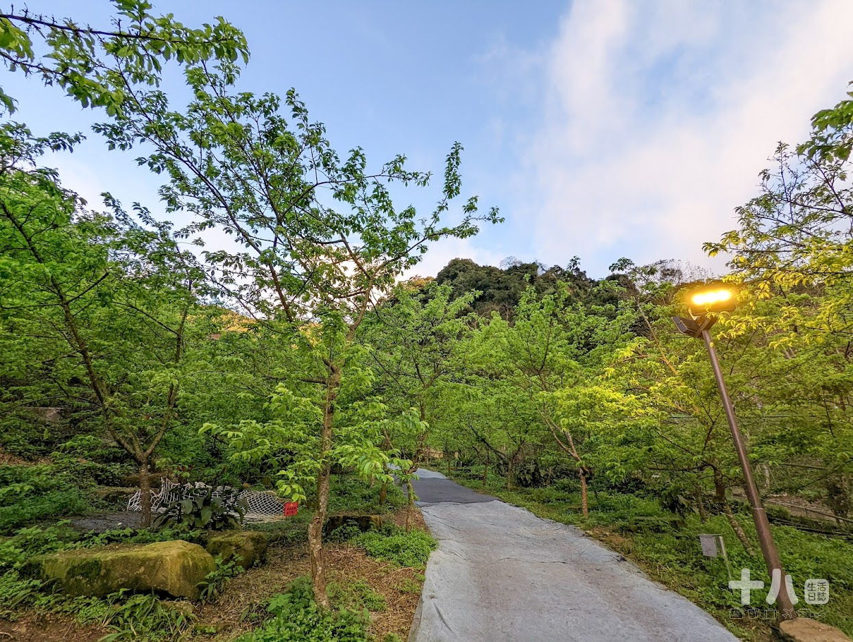 【三峽旅遊】大熊櫻花林｜二訪新北賞櫻私房景點、多種櫻花陸續綻放中！