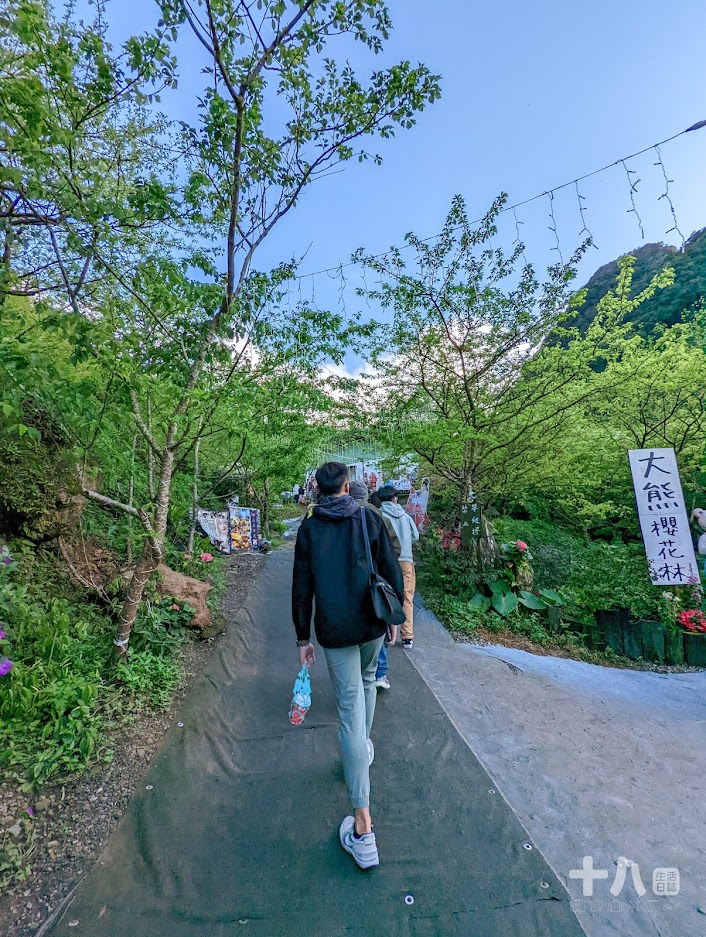 【三峽旅遊】大熊櫻花林｜二訪新北賞櫻私房景點、多種櫻花陸續綻放中！