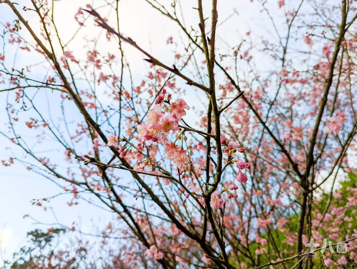 【三峽旅遊】大熊櫻花林｜二訪新北賞櫻私房景點、多種櫻花陸續綻放中！