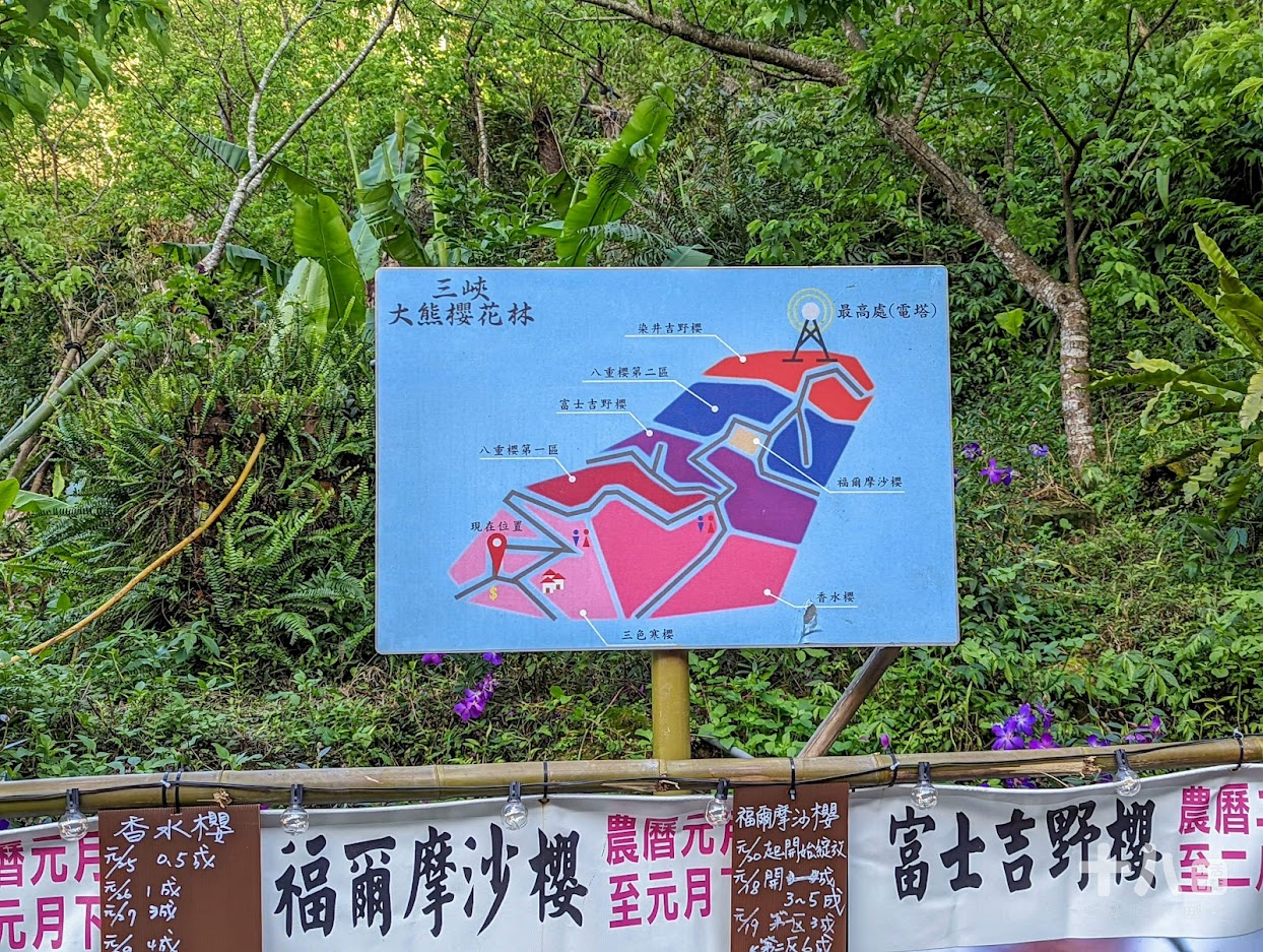 【三峽旅遊】大熊櫻花林｜二訪新北賞櫻私房景點、多種櫻花陸續綻放中！