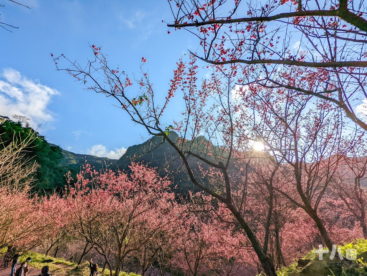 【三峽旅遊】大熊櫻花林｜二訪新北賞櫻私房景點、多種櫻花陸續綻放中！