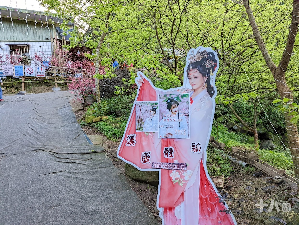 【三峽旅遊】大熊櫻花林｜二訪新北賞櫻私房景點、多種櫻花陸續綻放中！