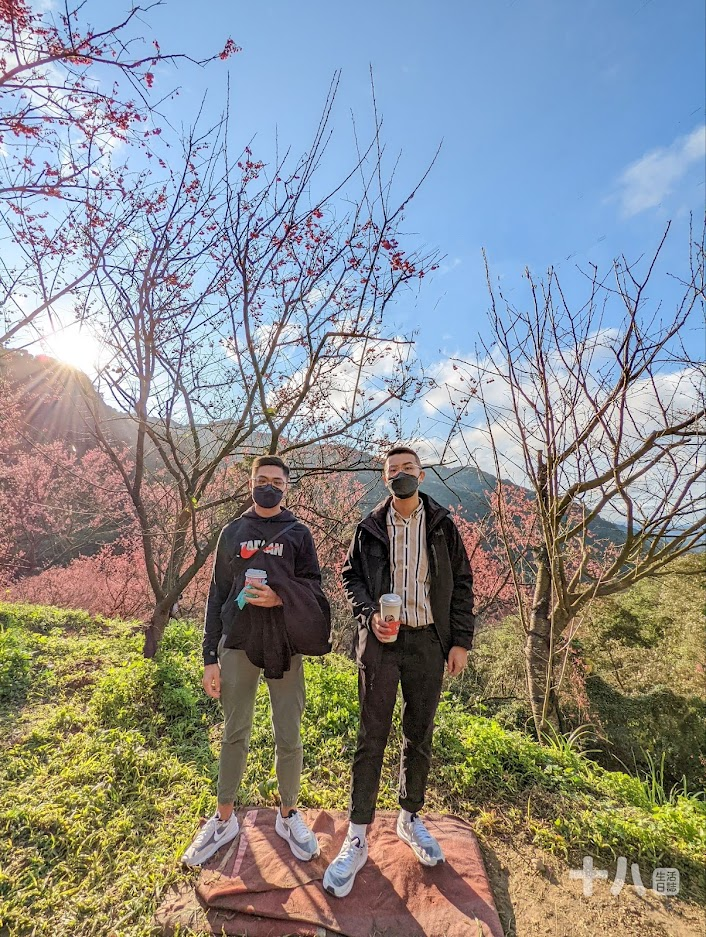 【三峽旅遊】大熊櫻花林｜二訪新北賞櫻私房景點、多種櫻花陸續綻放中！