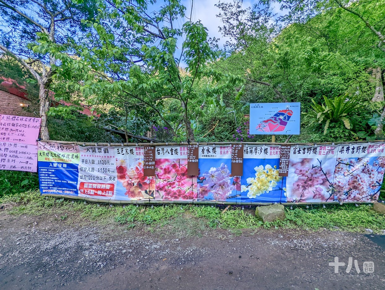 【三峽旅遊】大熊櫻花林｜二訪新北賞櫻私房景點、多種櫻花陸續綻放中！