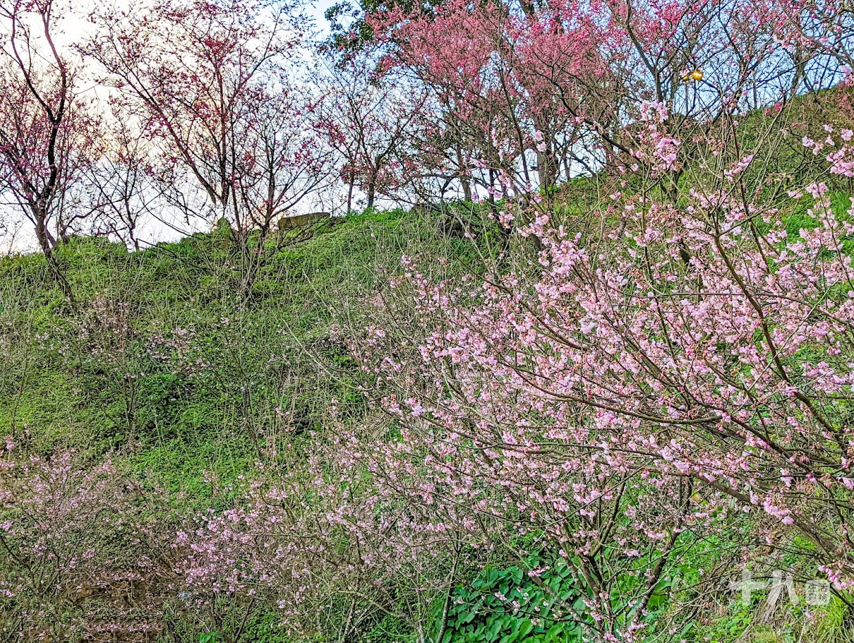 【三峽旅遊】大熊櫻花林｜二訪新北賞櫻私房景點、多種櫻花陸續綻放中！
