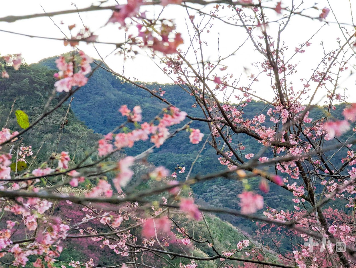 【三峽旅遊】大熊櫻花林｜二訪新北賞櫻私房景點、多種櫻花陸續綻放中！