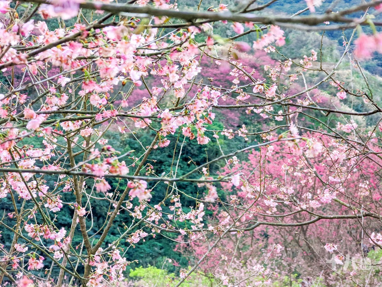 【三峽旅遊】大熊櫻花林｜二訪新北賞櫻私房景點、多種櫻花陸續綻放中！