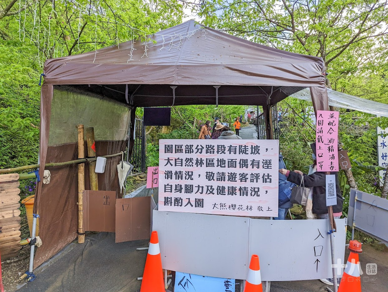 【三峽旅遊】大熊櫻花林｜二訪新北賞櫻私房景點、多種櫻花陸續綻放中！