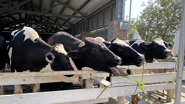 雲林伴手禮,千巧谷牛樂園牧場,雲林名產,千巧谷,千巧谷烘焙工場,千巧谷必買,雲林甜點,伴手禮推薦,雲林必買,雲林景點,雲林伴手禮推薦,雲林千巧谷,甜點,雲林,過年禮盒推薦,千巧谷牛樂園,雲林旅遊景點,雲林旅遊,網美景點,2022雲林景點