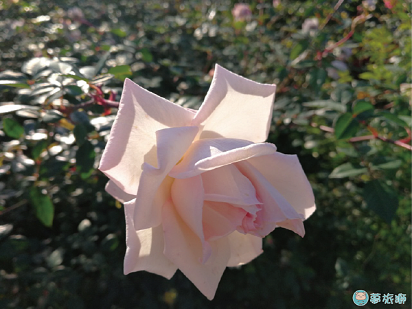 202203台北玫瑰園   41.png