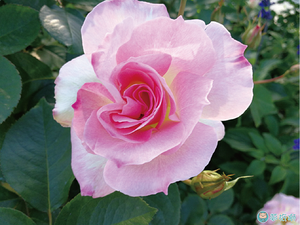 202203台北玫瑰園   40.png