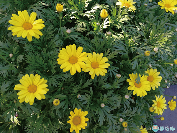 202203台北玫瑰園   33.png