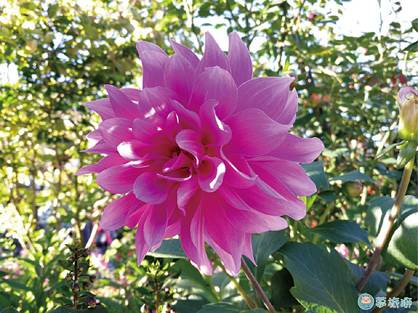 202203台北玫瑰園   46.png