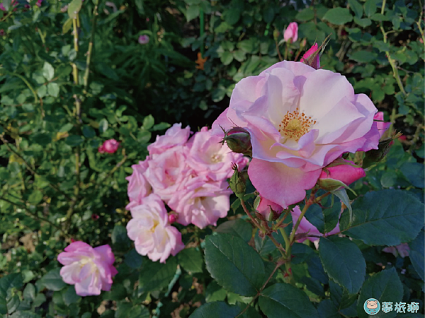 202203台北玫瑰園   44.png