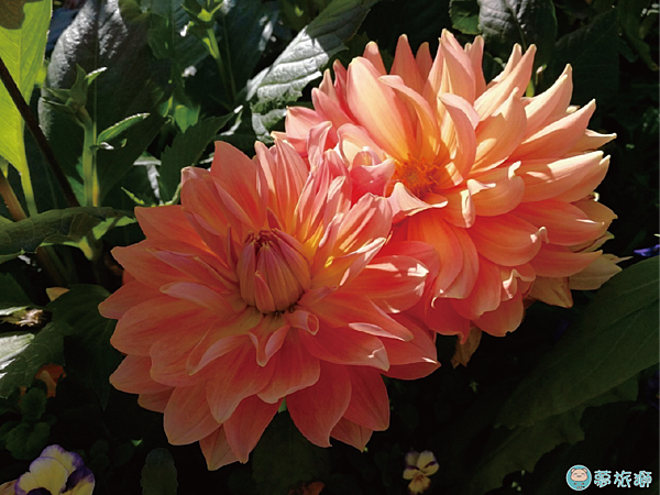 202203台北玫瑰園   16.png