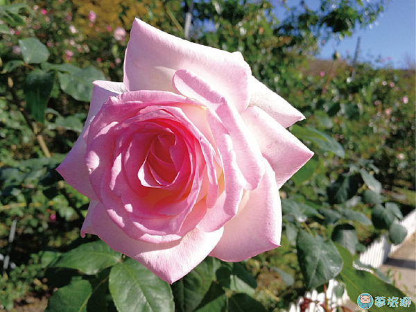 202203台北玫瑰園   20.png