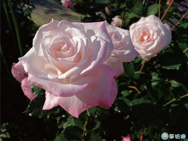 202203台北玫瑰園   11.png