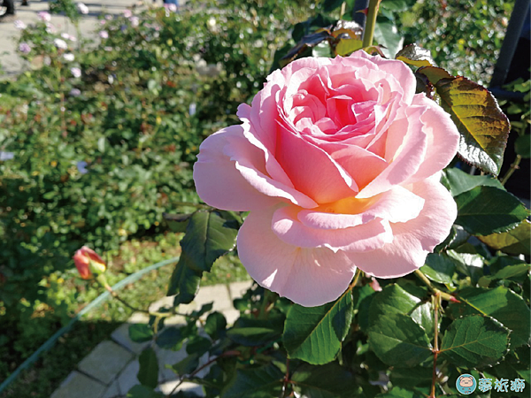 202203台北玫瑰園   22.png