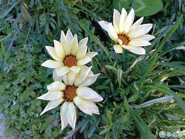 202203台北玫瑰園   30.png