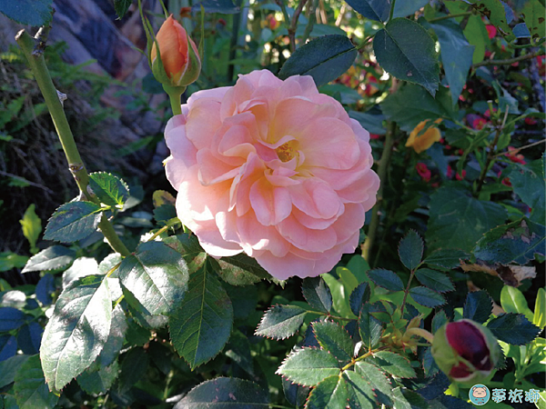 202203台北玫瑰園   23.png