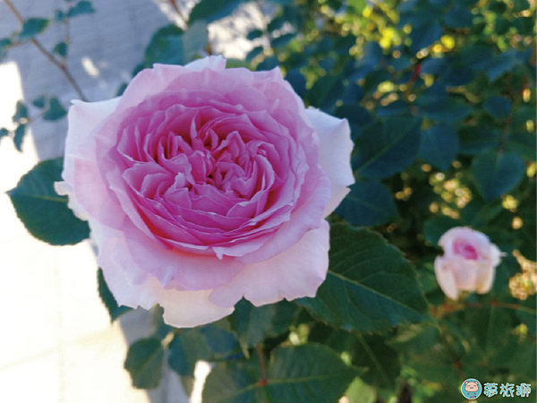 202203台北玫瑰園   12.png