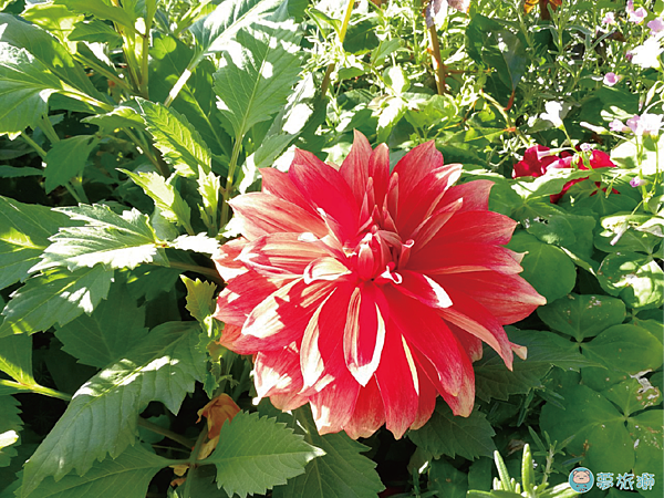 202203台北玫瑰園   47.png