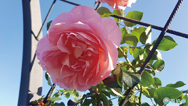 202203台北玫瑰園   35.png