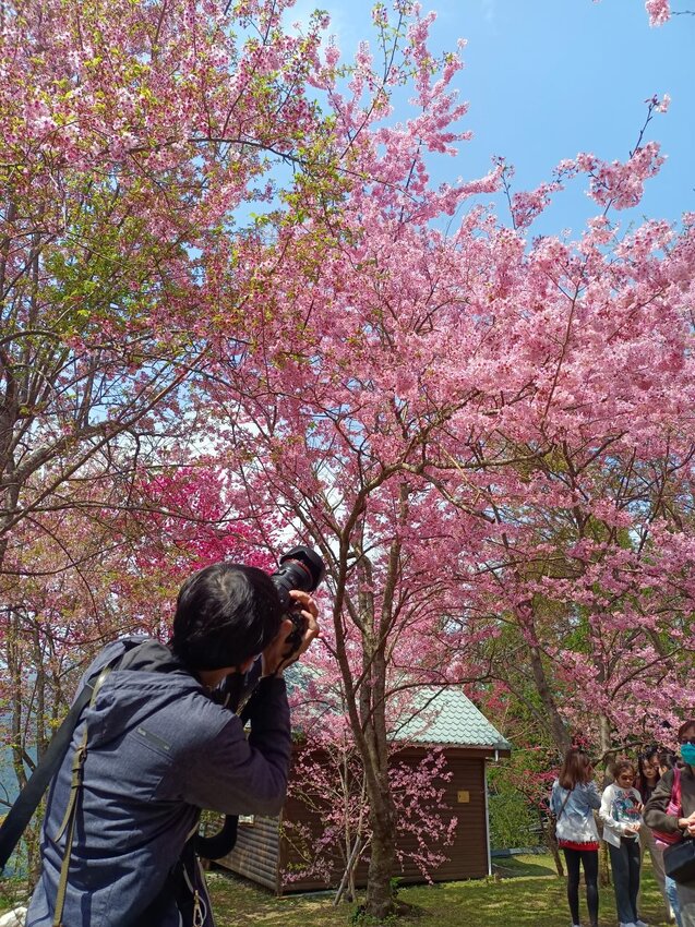 在櫻花樹下野餐多麼浪漫，享受櫻花雨灑落在身上