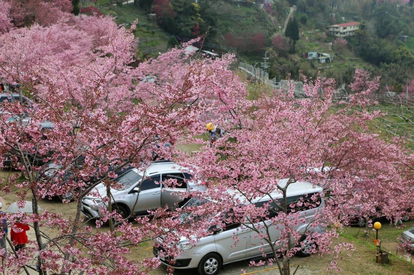 在櫻花樹下野餐多麼浪漫，享受櫻花雨灑落在身上