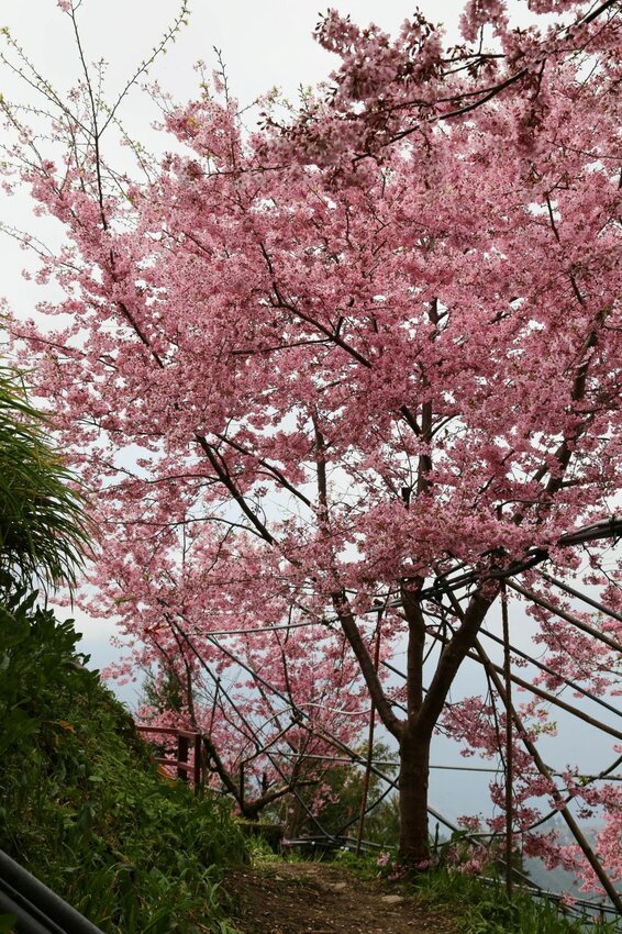 在櫻花樹下野餐多麼浪漫，享受櫻花雨灑落在身上