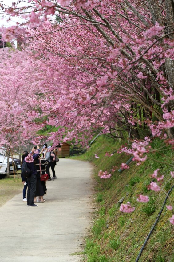在櫻花樹下野餐多麼浪漫，享受櫻花雨灑落在身上