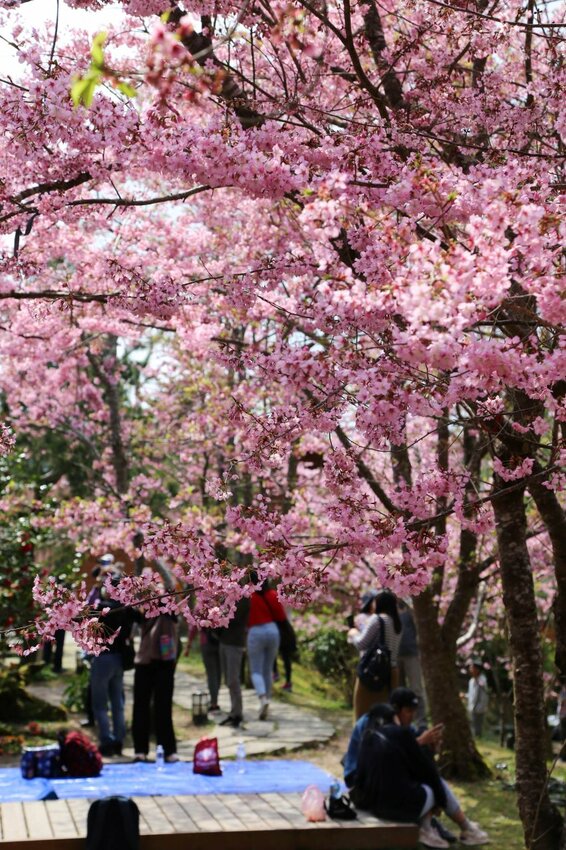 在櫻花樹下野餐多麼浪漫，享受櫻花雨灑落在身上