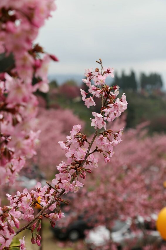 在櫻花樹下野餐多麼浪漫，享受櫻花雨灑落在身上