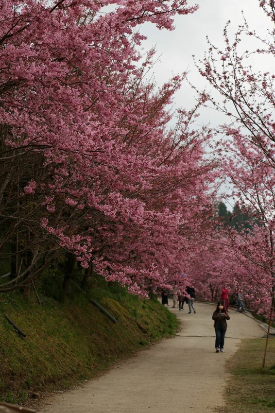 在櫻花樹下野餐多麼浪漫，享受櫻花雨灑落在身上