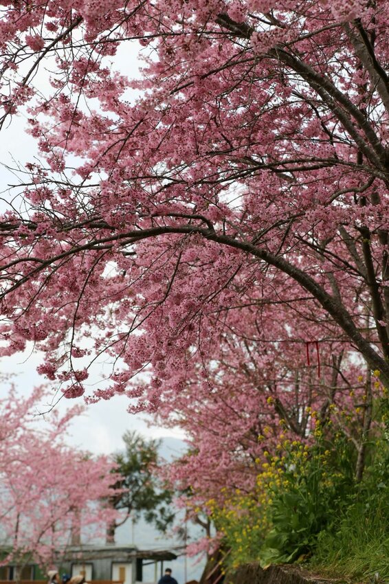 在櫻花樹下野餐多麼浪漫，享受櫻花雨灑落在身上