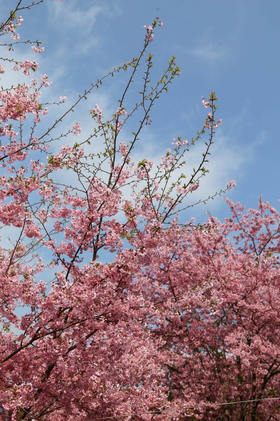在櫻花樹下野餐多麼浪漫，享受櫻花雨灑落在身上