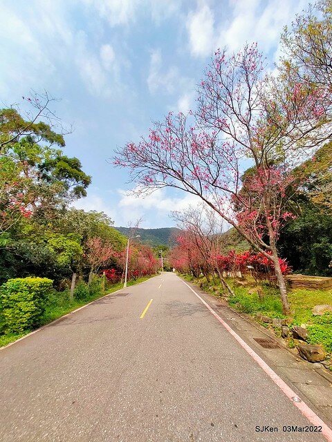 北投復興三路櫻花隧道(Cherry blossoms at Fusin 3th road, Taipei, Taiwan, SJKen, Mar 3, 2022)