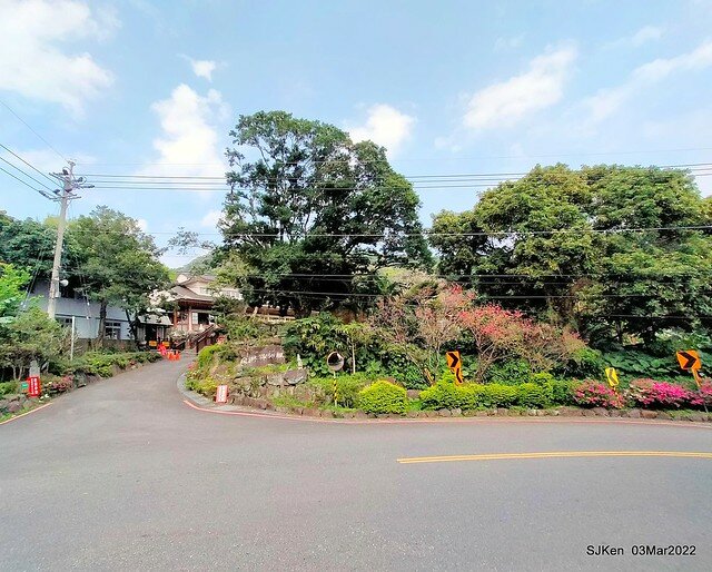 北投復興三路櫻花隧道(Cherry blossoms at Fusin 3th road, Taipei, Taiwan, SJKen, Mar 3, 2022)